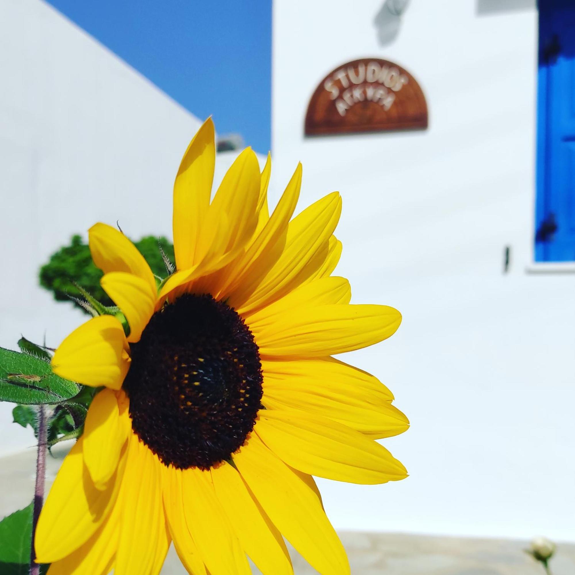 Studios Αγκυρα Livadi  Exterior photo